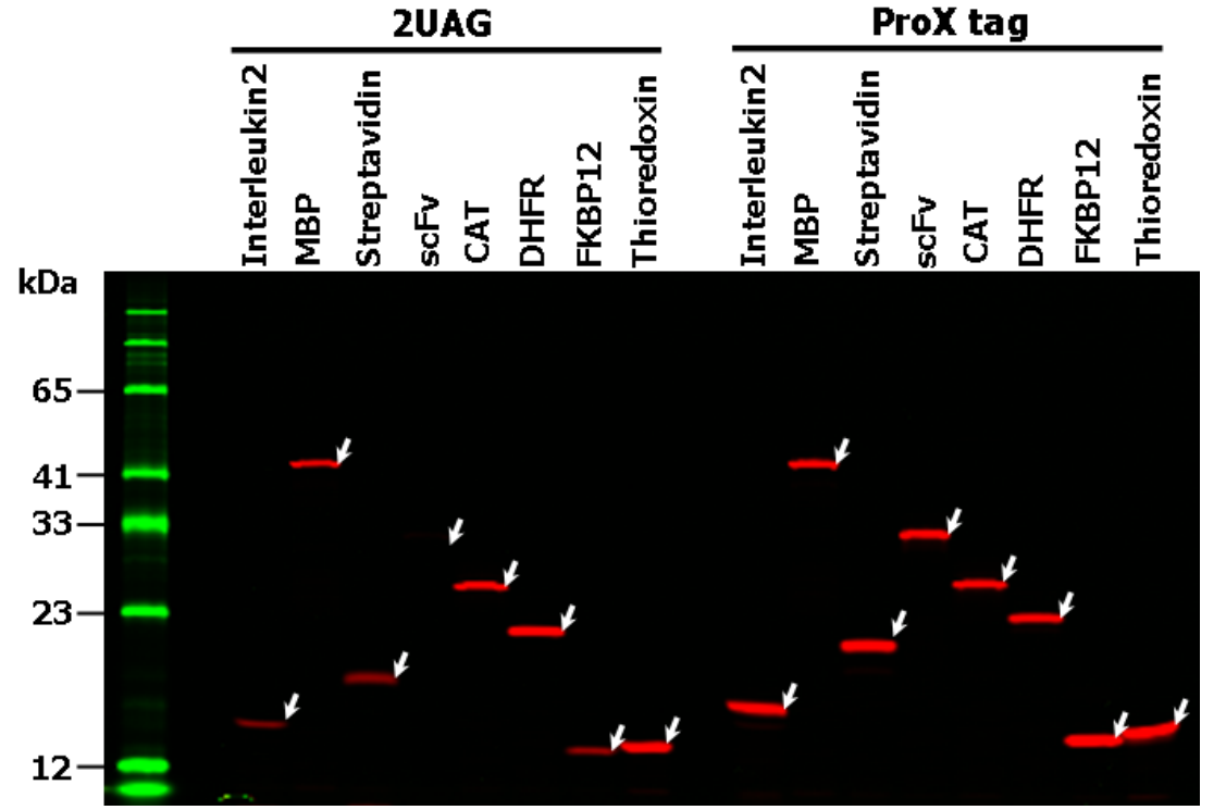 Expression of site-directly labeled proteins